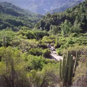 WellnessTour: Baño de Naturaleza en el Bosque Esclerófilo