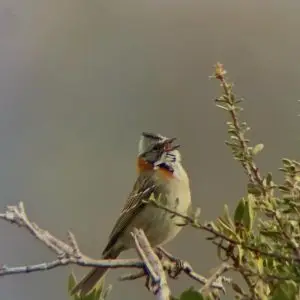 WellnessTour: Observación de Aves